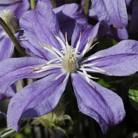 staudenclematis arabella|Clematis &Arabella& (I) 